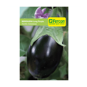 Berenjena