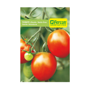 Tomate chonto santa cruz